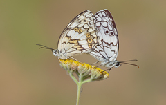 Melanargia larissa