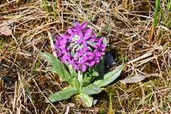Primula pumila