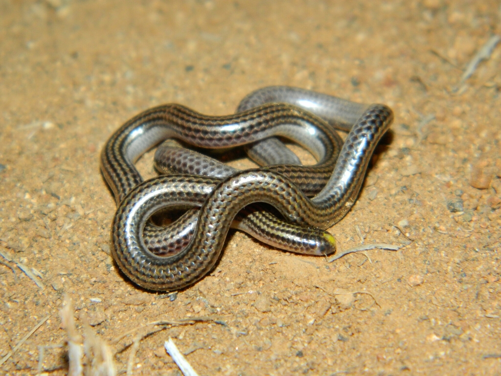 Slinder Threadsnake