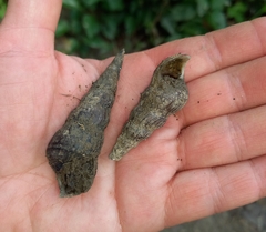 Thiaridae