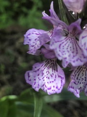 Dactylorhiza foliosa image