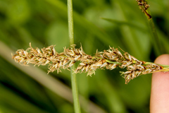 Carex elongata