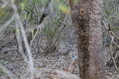 Uratelornis chimaera