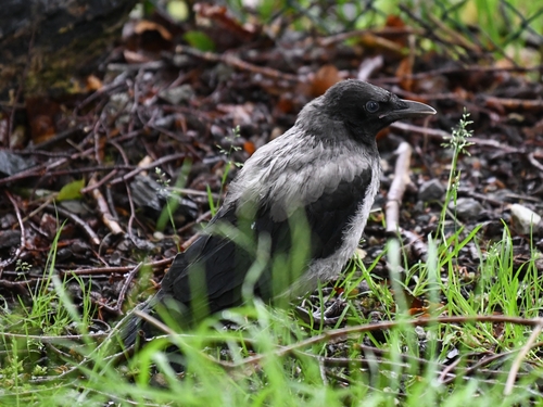 Corneja cenicienta (Corvus cornix)