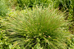Carex elongata