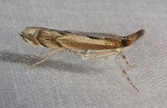 Prionapteryx achatina