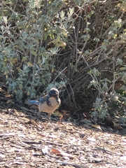 Aphelocoma californica