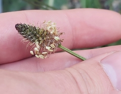 Plantago lanceolata