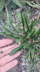 Plantago lanceolata