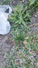Plantago lanceolata