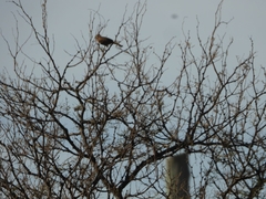 Zonotrichia capensis