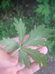 Potentilla intermedia