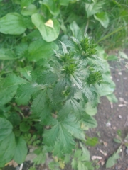 Potentilla intermedia