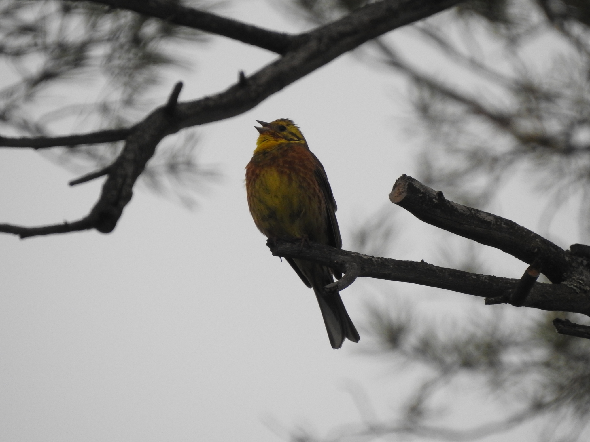 Yellowhammer
