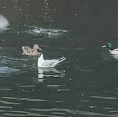 Chroicocephalus ridibundus