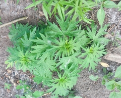 Leonurus glaucescens