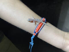 Phyllodactylus unctus