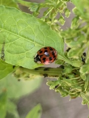 Harmonia axyridis