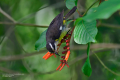 Coereba flaveola caboti