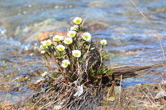 Ranunculus glacialis camissonis
