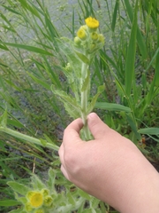 Tephroseris palustris