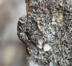Pissodes castaneus