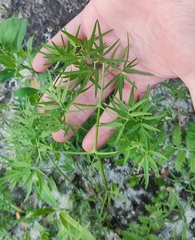 Cenolophium denudatum