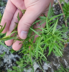 Cenolophium denudatum