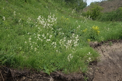 Koenigia alpina