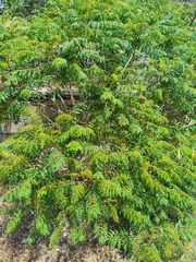 Rhus