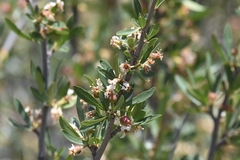 Peraphyllum ramosissimum