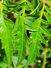 Rhus
