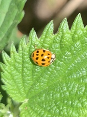 Harmonia axyridis