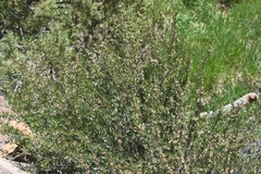 Peraphyllum ramosissimum