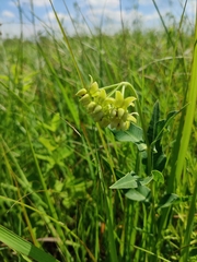 Asclepias meadii