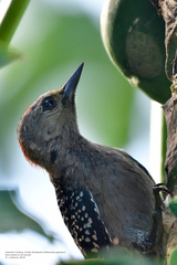 Melanerpes pygmaeus