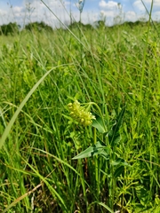 Asclepias meadii