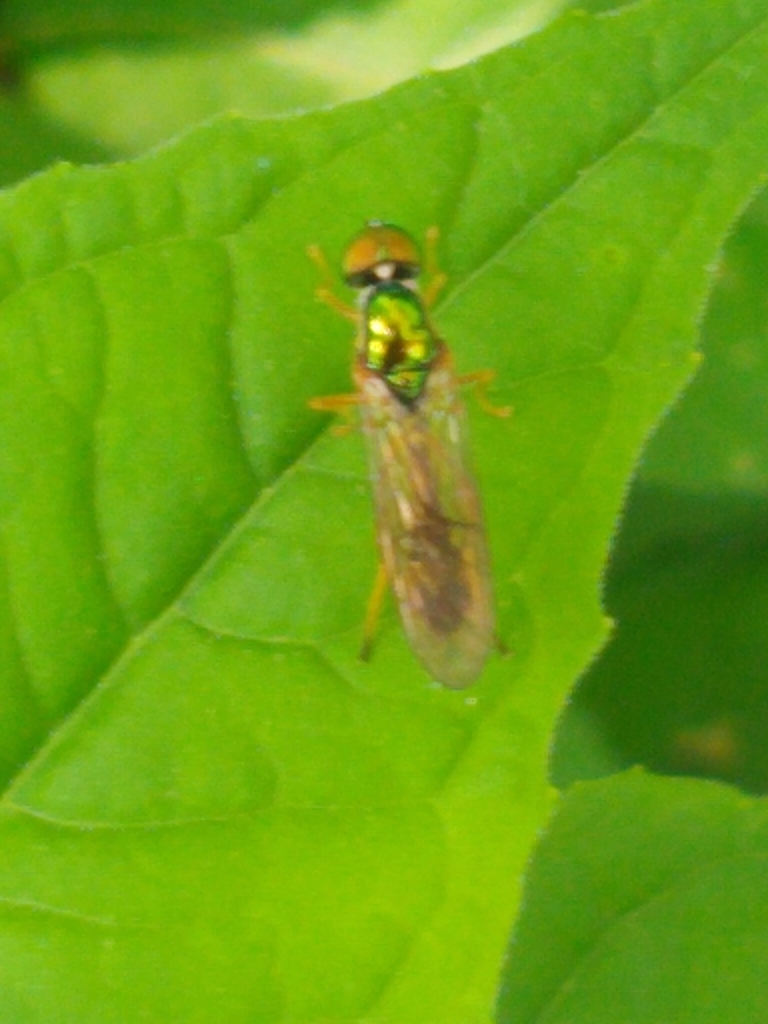 Sargus fasciatus from Sawmill Brook Pkwy Spiers Rd, Newton, MA 02459