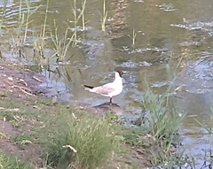 Chroicocephalus ridibundus