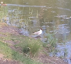 Chroicocephalus ridibundus