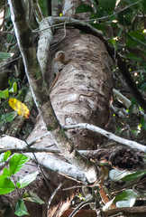 Cebuella niveiventris