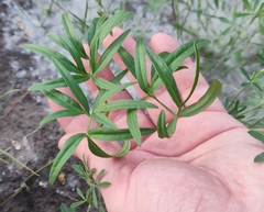 Cenolophium denudatum