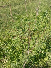 Artemisia abrotanum