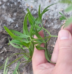 Cenolophium denudatum