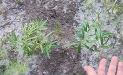 Cenolophium denudatum