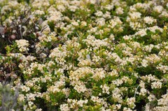 Alyxia buxifolia
