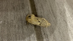 Dyspessa salicicola