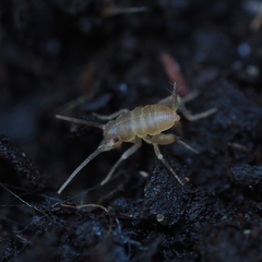 Myrmecophilus acervorum