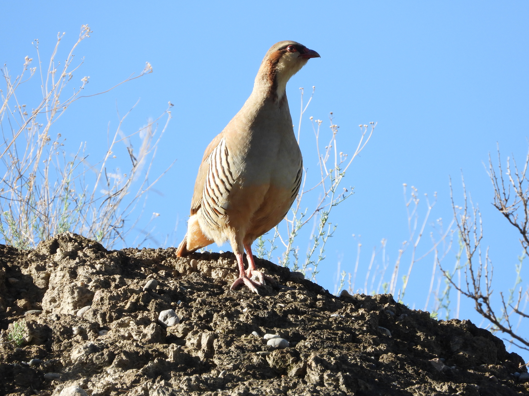 Przevalski's Partridge illustration