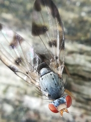 Palloptera umbellatarum